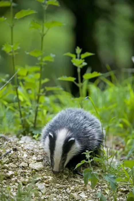 Framed Print : Eurasian Badger (Meles meles) cub, foraging on sett, in daylight, Oxfordshire, England Framed Print : Eurasian Badger (Meles meles) cub, foraging on sett, in daylight, Oxfordshire, England