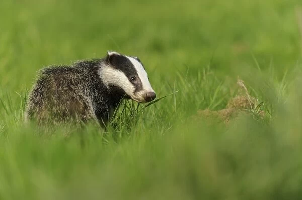 Eurasian Badger (Meles meles) cub, standing in meadow, Jacksons Coppice, Staffordshire, England, May