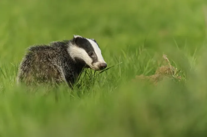 Framed Print : Eurasian Badger (Meles meles) cub, standing in meadow, Jacksons Coppice, Staffordshire, England, May Framed Print : Eurasian Badger (Meles meles) cub, standing in meadow, Jacksons Coppice, Staffordshire, England, May