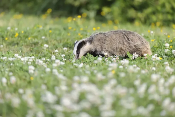 Framed Print : Eurasian Badger (Meles meles) cub, grubbing for food amongst flowering clover in meadow, Blithfield, Staffordshire Framed Print : Eurasian Badger (Meles meles) cub, grubbing for food amongst flowering clover in meadow, Blithfield, Staffordshire