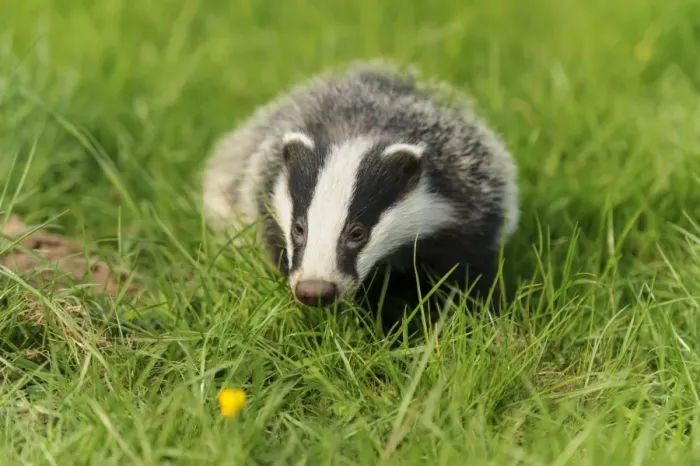 Framed Print : Eurasian Badger (Meles meles) cub, standing in meadow, Jacksons Coppice, Staffordshire, England, May Framed Print : Eurasian Badger (Meles meles) cub, standing in meadow, Jacksons Coppice, Staffordshire, England, May