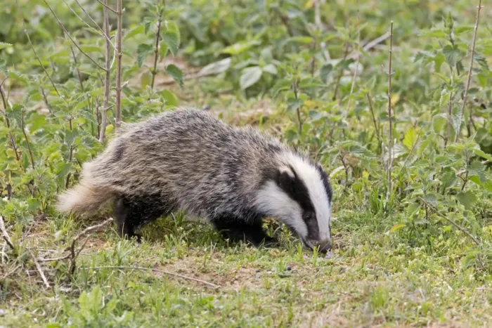 Framed Print : Eurasian Badger (Meles meles) cub, foraging during daylight, Suffolk, England, May Framed Print : Eurasian Badger (Meles meles) cub, foraging during daylight, Suffolk, England, May