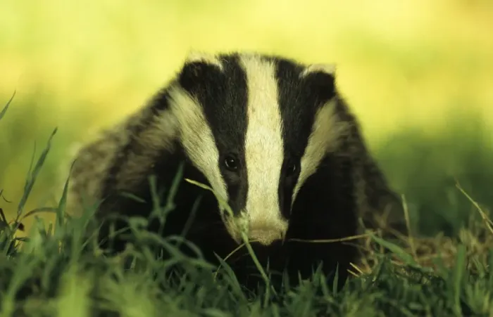 Framed Print : Eurasian Badger (Meles meles) Cub foraging at sunset - Derbyshire, England Framed Print : Eurasian Badger (Meles meles) Cub foraging at sunset - Derbyshire, England