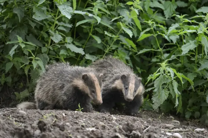 Framed Print : Eurasian Badger (Meles meles) two cubs, standing at sett entrance, Blithfield, Staffordshire, England, June Framed Print : Eurasian Badger (Meles meles) two cubs, standing at sett entrance, Blithfield, Staffordshire, England, June