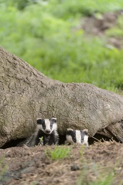 Eurasian Badger (Meles meles) two cubs, looking out from sett entrance under oak tree, Blithfield, Staffordshire