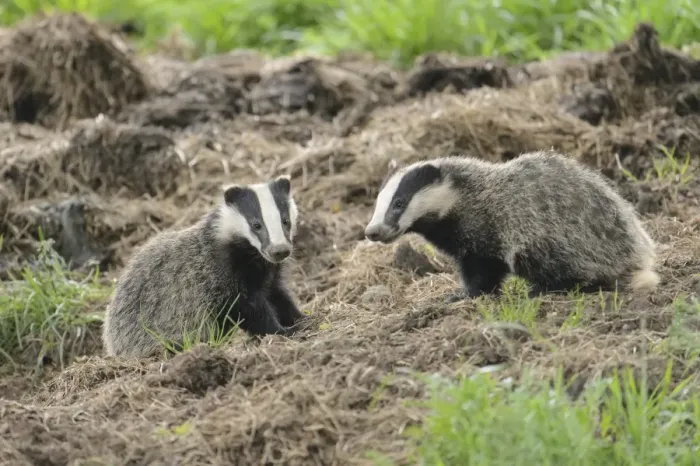 Framed Print : Eurasian Badger (Meles meles) two cubs, sitting near sett, Blithfield, Staffordshire, England, June Framed Print : Eurasian Badger (Meles meles) two cubs, sitting near sett, Blithfield, Staffordshire, England, June