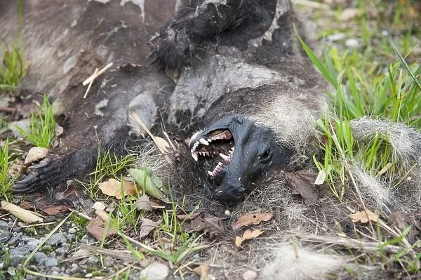 Eurasian Badger (Meles meles) dead adult, decomposing on roadside, Reaseheath, Nantwich, Cheshire, England, October