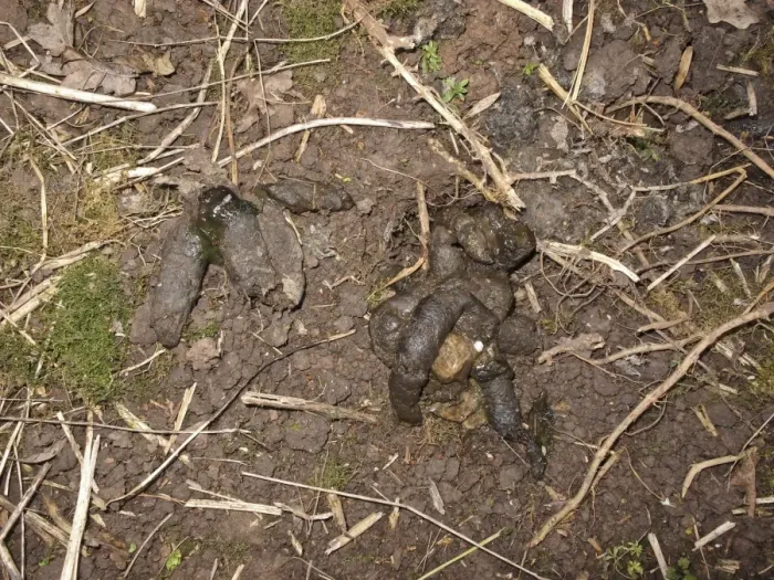 Framed Print : Eurasian Badger (Meles meles) droppings in dung pit, Midlands, England, april