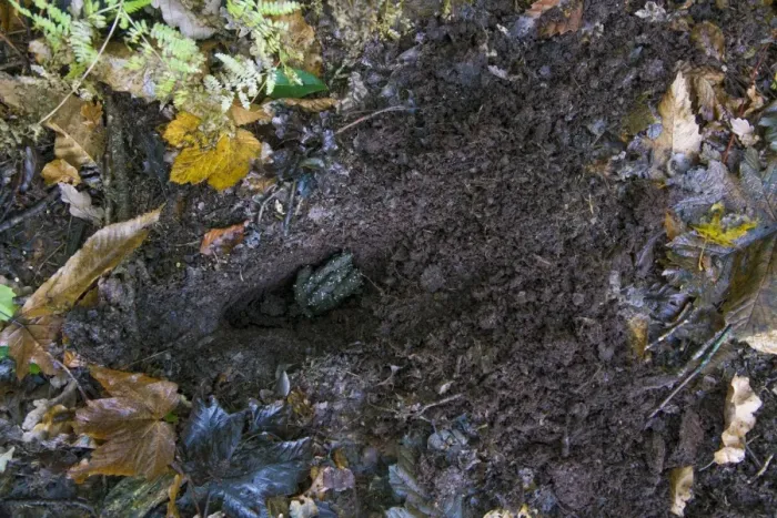 Framed Print : Eurasian Badger (Meles meles) droppings in scraped dung pit, Beeston Castle, Tarporley, Cheshire, England, November Framed Print : Eurasian Badger (Meles meles) droppings in scraped dung pit, Beeston Castle, Tarporley, Cheshire, England, November