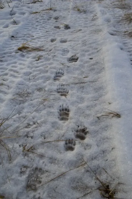 Framed Print : Eurasian Badger (Meles meles) footprints in snow, showing degrees of pre-registration, Dumfries and Galloway, Scotland, december Framed Print : Eurasian Badger (Meles meles) footprints in snow, showing degrees of pre-registration, Dumfries and Galloway, Scotland, december