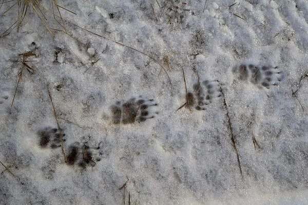 Eurasian Badger (Meles meles) footprints in snow, Dumfries and Galloway, Scotland, december