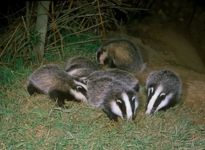 Framed Print : Eurasian Badger (Meles meles) juveniles, group foraging at sett entrance, England Framed Print : Eurasian Badger (Meles meles) juveniles, group foraging at sett entrance, England
