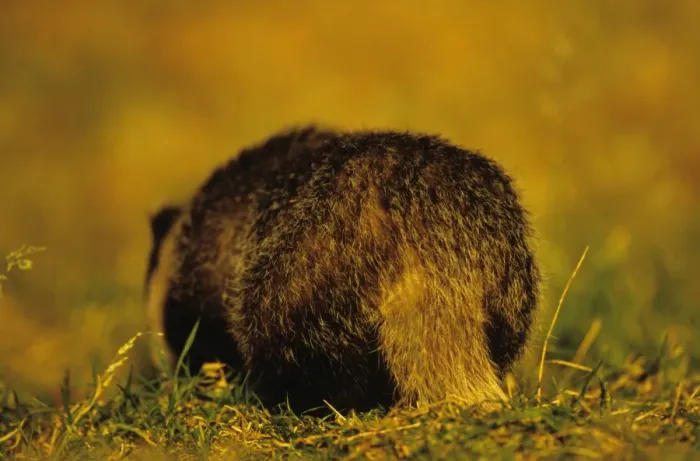 Framed Print : Eurasian Badger (Meles meles) rear view, foraging, Derbyshire, England Framed Print : Eurasian Badger (Meles meles) rear view, foraging, Derbyshire, England