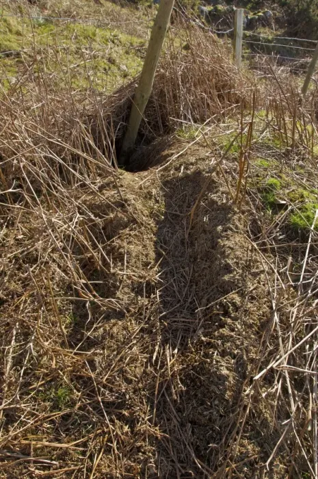 Framed Print : Eurasian Badger (Meles meles) sett, bedding trail into entrance hole beside fence, North Wales, march Framed Print : Eurasian Badger (Meles meles) sett, bedding trail into entrance hole beside fence, North Wales, march