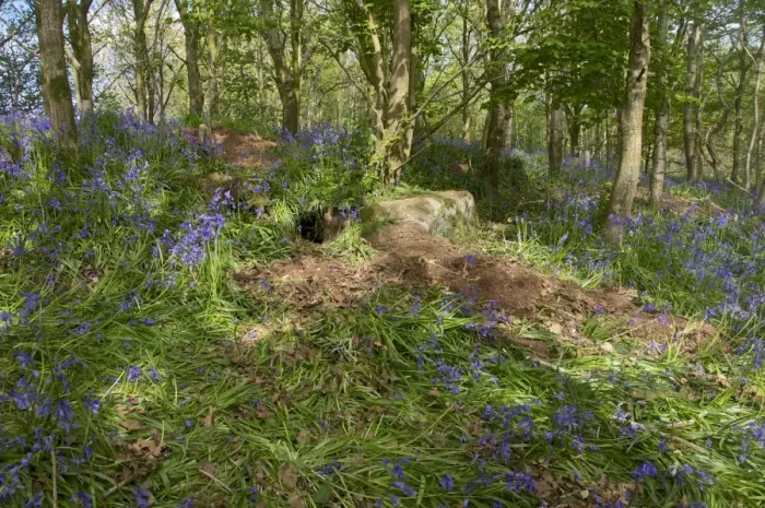 Framed Print : Eurasian Badger (Meles meles) sett, amongst trampled Bluebell (Endymion non-scriptus) flowering in woodland, New Abbey Framed Print : Eurasian Badger (Meles meles) sett, amongst trampled Bluebell (Endymion non-scriptus) flowering in woodland, New Abbey