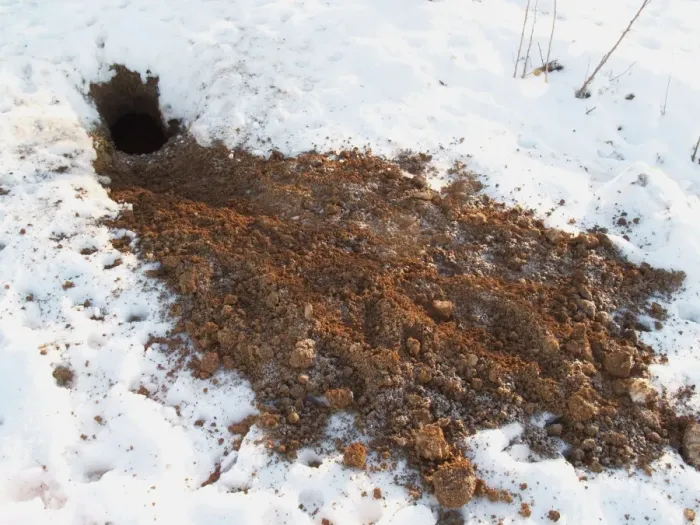 Framed Print : Eurasian Badger (Meles meles) soil from excavated sett on snow, Devon, England, winter Framed Print : Eurasian Badger (Meles meles) soil from excavated sett on snow, Devon, England, winter