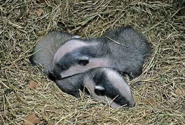 Eurasian Badger (Meles meles) four week old cubs, England, march