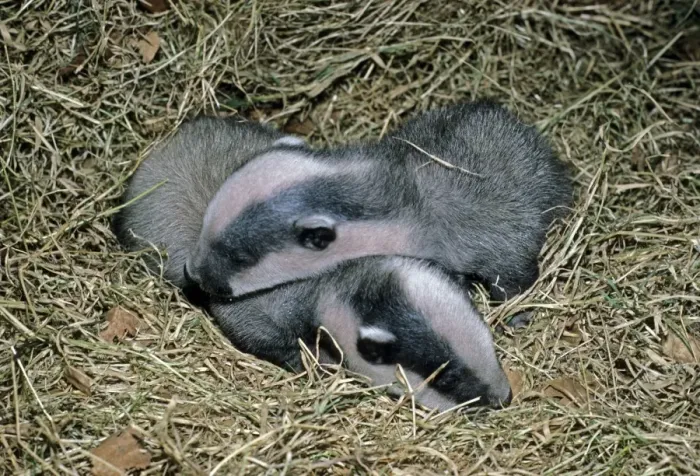 Framed Print : Eurasian Badger (Meles meles) four week old cubs, England, march