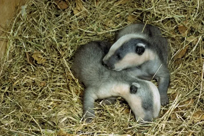 Framed Print : Eurasian Badger (Meles meles) Two four week old cubs in sett
