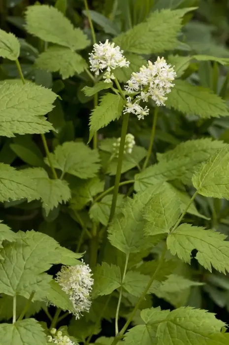 Framed Print : Eurasian Baneberry (Actaea spicata) flowering, Spanish Pyrenees, Spain, June Framed Print : Eurasian Baneberry (Actaea spicata) flowering, Spanish Pyrenees, Spain, June