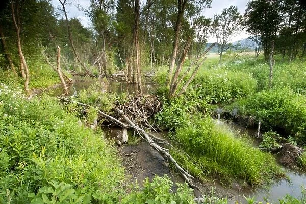 Eurasian Beaver (Castor fiber) dam in flooded beaver pond habitat, in raised peatland bog, Tarnawa Wyzna