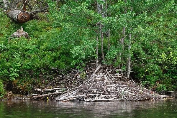 Eurasian Beaver (Castor fiber) lodge and felled tree on bank of lake, Langvattnet Lake