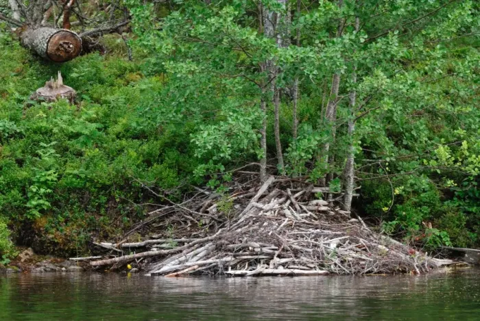 Framed Print : Eurasian Beaver (Castor fiber) lodge and felled tree on bank of lake, Langvattnet Lake