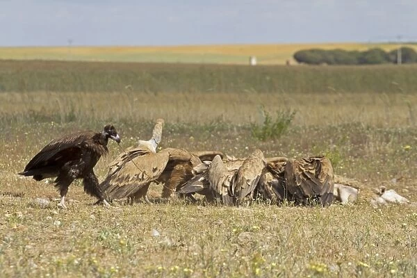Eurasian Black Vulture (Aegypius monachus) juvenile, and Eurasian Griffon Vulture (Gyps fulvus) flock