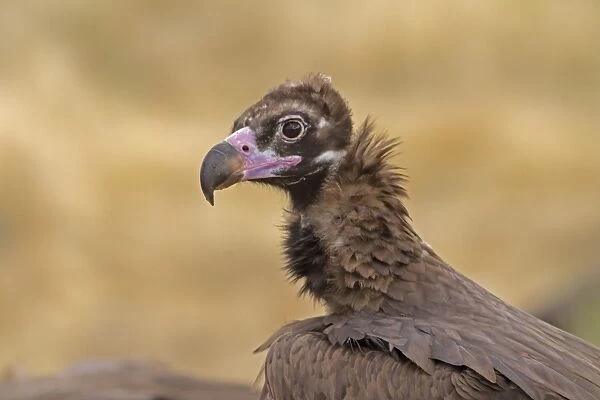 Eurasian Black Vulture (Aegypius monachus) subadult, close-up of head and neck, Castilla y Leon, Spain, September