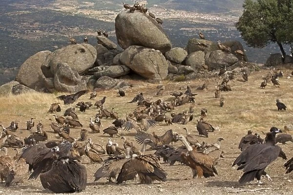 Eurasian Black Vulture (Aegypius monachus) and Eurasian Griffon Vulture (Gyps fulvus) flock, at feeding station