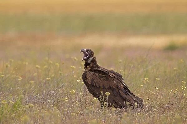 Eurasian Black Vulture (Aegypius monachus) juvenile, with beak open in aggressive posture, standing in field