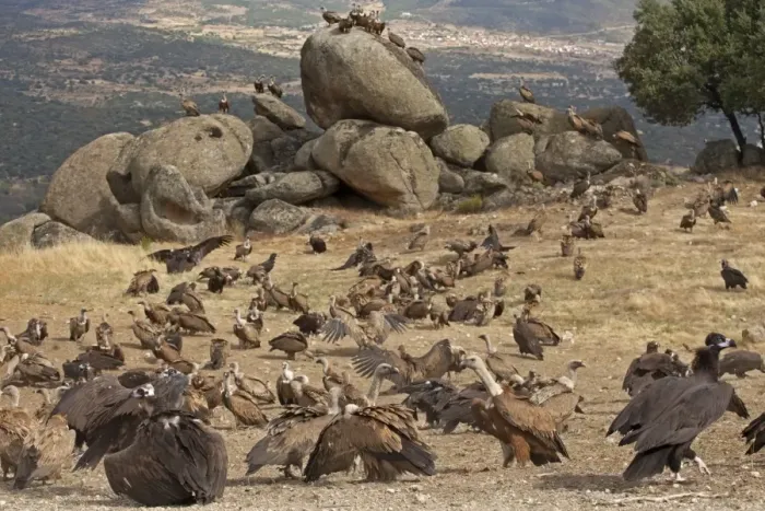 Framed Print : Eurasian Black Vulture (Aegypius monachus) and Eurasian Griffon Vulture (Gyps fulvus) flock, at feeding station