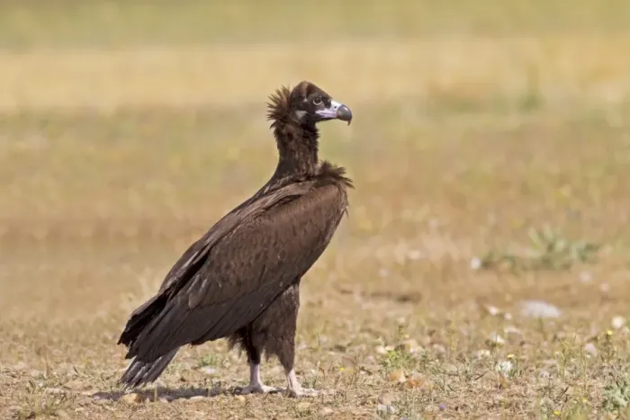 Framed Print : Eurasian Black Vulture (Aegypius monachus) juvenile, standing in field, Castilla y Leon, Spain, May Framed Print : Eurasian Black Vulture (Aegypius monachus) juvenile, standing in field, Castilla y Leon, Spain, May