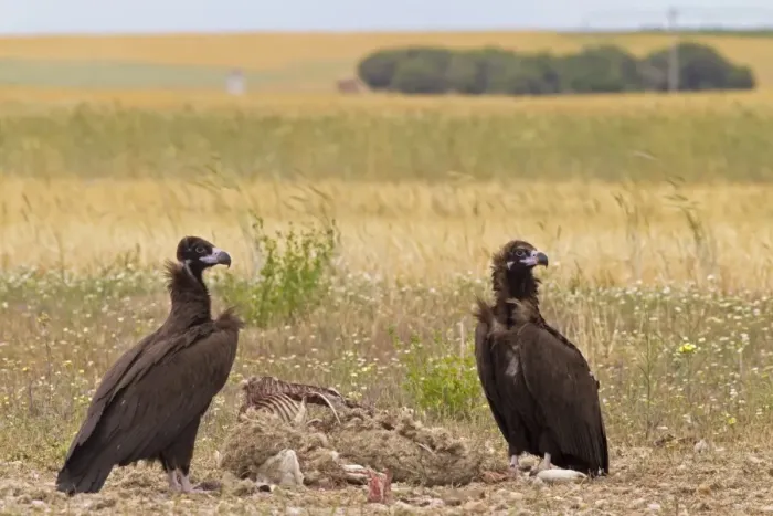 Framed Print : Eurasian Black Vulture (Aegypius monachus) two juveniles, feeding at sheep carcass, Castilla y Leon, Spain, May Framed Print : Eurasian Black Vulture (Aegypius monachus) two juveniles, feeding at sheep carcass, Castilla y Leon, Spain, May