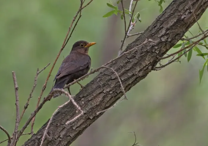 Framed Print : Eurasian Blackbird (Turdus merula mandarinus) adult female, perched on branch, Beidaihe, Hebei, China, may Framed Print : Eurasian Blackbird (Turdus merula mandarinus) adult female, perched on branch, Beidaihe, Hebei, China, may