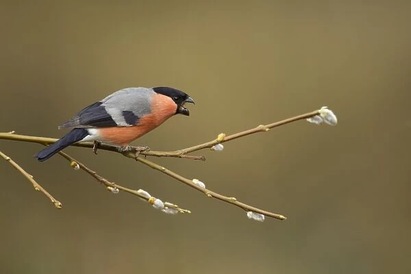 Eurasian Bullfinch (Pyrrhula pyrrhula) adult male, in aggressive display, perched on twig with catkins, Sheffield, South Yorkshire, England, april