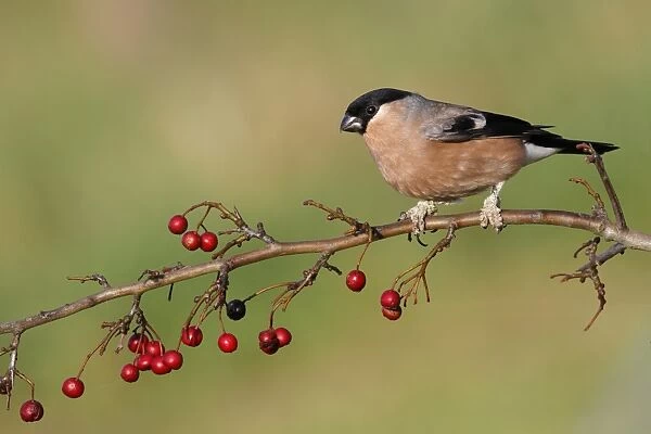 Eurasian Bullfinch (Pyrrhula pyrrhula) adult female, with legs covered in scales caused by Knemidocoptes mites