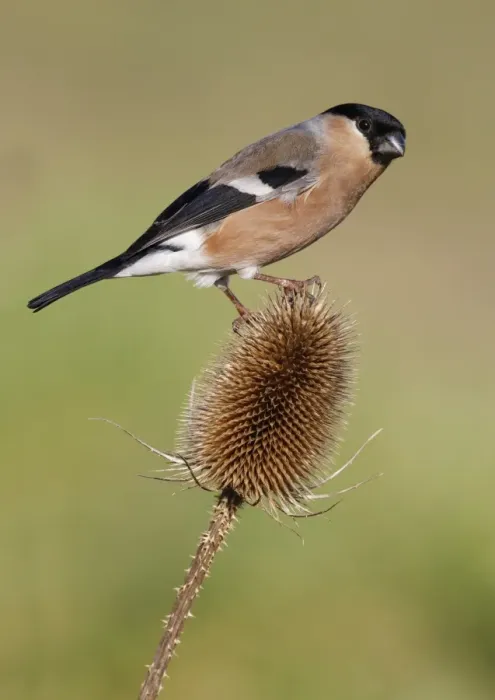Framed Print : Eurasian Bullfinch (Pyrrhula pyrrhula) adult female, perched on teasel seedhead in garden, Leicestershire, England