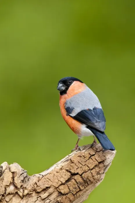 Framed Print : Eurasian Bullfinch (Pyrrhula pyrrhula) adult male, looking over shoulder, perched on dead branch, Hale, Cumbria Framed Print : Eurasian Bullfinch (Pyrrhula pyrrhula) adult male, looking over shoulder, perched on dead branch, Hale, Cumbria