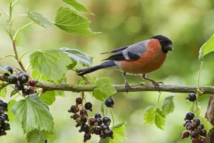 Framed Print : Eurasian Bullfinch (Pyrrhula pyrrhula) adult male, feeding on blackcurrants, England, july Framed Print : Eurasian Bullfinch (Pyrrhula pyrrhula) adult male, feeding on blackcurrants, England, july