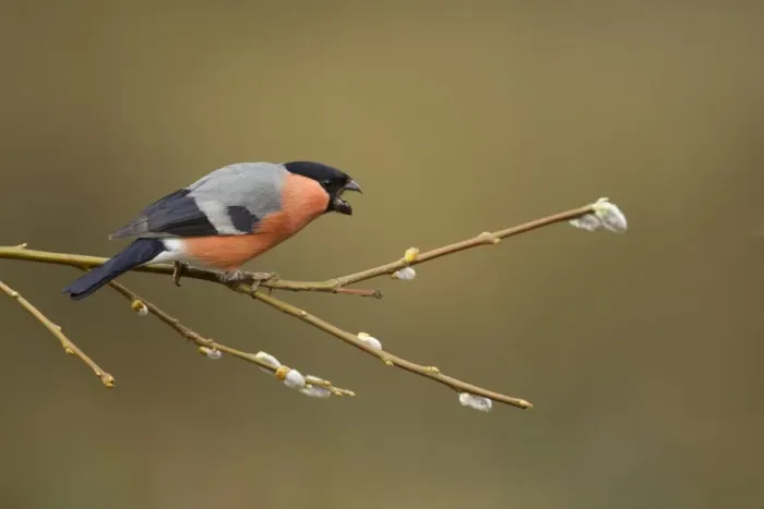 Framed Print : Eurasian Bullfinch (Pyrrhula pyrrhula) adult male, in aggressive display, perched on twig with catkins, Sheffield, South Yorkshire, England, april Framed Print : Eurasian Bullfinch (Pyrrhula pyrrhula) adult male, in aggressive display, perched on twig with catkins, Sheffield, South Yorkshire, England, april