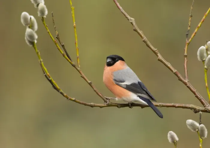Framed Print : Eurasian Bullfinch (Pyrrhula pyrrhula) adult male, perched on twig with catkins, Sheffield, South Yorkshire, England, april Framed Print : Eurasian Bullfinch (Pyrrhula pyrrhula) adult male, perched on twig with catkins, Sheffield, South Yorkshire, England, april