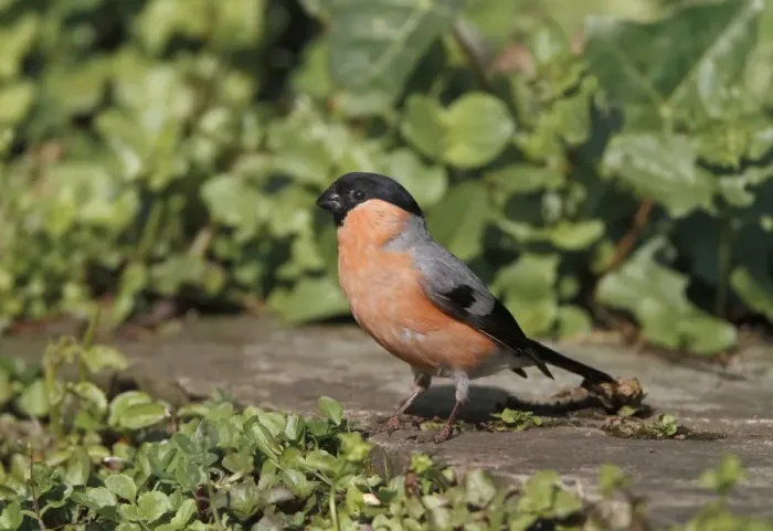 Framed Print : Eurasian Bullfinch (Pyrrhula pyrrhula) adult male, standing on paving stone in garden, Yorkshire, England, june