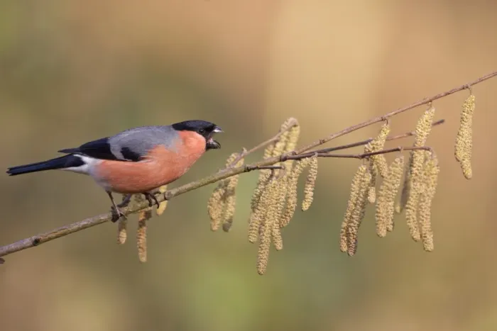 Framed Print : Eurasian Bullfinch (Pyrrhula pyrrhula) adult male, in aggressive display, perched on twig with catkins, Peak District, Derbyshire, England, april Framed Print : Eurasian Bullfinch (Pyrrhula pyrrhula) adult male, in aggressive display, perched on twig with catkins, Peak District, Derbyshire, England, april