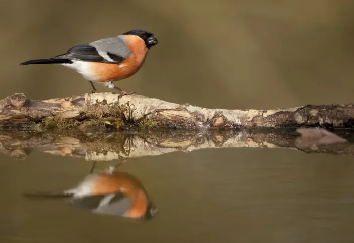 Framed Print : Eurasian Bullfinch (Pyrrhula pyrrhula) adult male, standing at edge of woodland pond with reflection, Sheffield Framed Print : Eurasian Bullfinch (Pyrrhula pyrrhula) adult male, standing at edge of woodland pond with reflection, Sheffield
