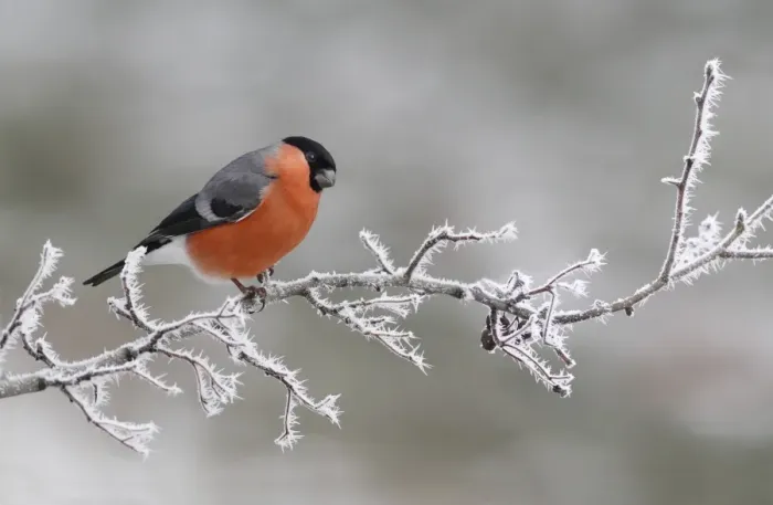 Framed Print : Eurasian Bullfinch (Pyrrhula pyrrhula) adult male, perched on frost covered hawthorn twig, Leicestershire, England Framed Print : Eurasian Bullfinch (Pyrrhula pyrrhula) adult male, perched on frost covered hawthorn twig, Leicestershire, England