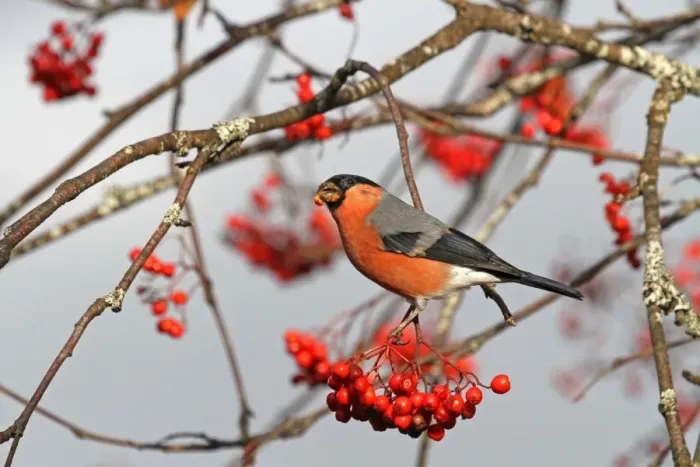 Framed Print : Eurasian Bullfinch (Pyrrhula pyrrhula) adult male, feeding on Rowan (Sorbus aucuparia) berries, Cairngorms N. P Framed Print : Eurasian Bullfinch (Pyrrhula pyrrhula) adult male, feeding on Rowan (Sorbus aucuparia) berries, Cairngorms N. P
