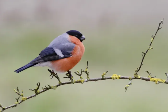 Framed Print : Eurasian Bullfinch (Pyrrhula pyrrhula) adult male, perched on lichen covered twig in garden, Leicestershire, England Framed Print : Eurasian Bullfinch (Pyrrhula pyrrhula) adult male, perched on lichen covered twig in garden, Leicestershire, England