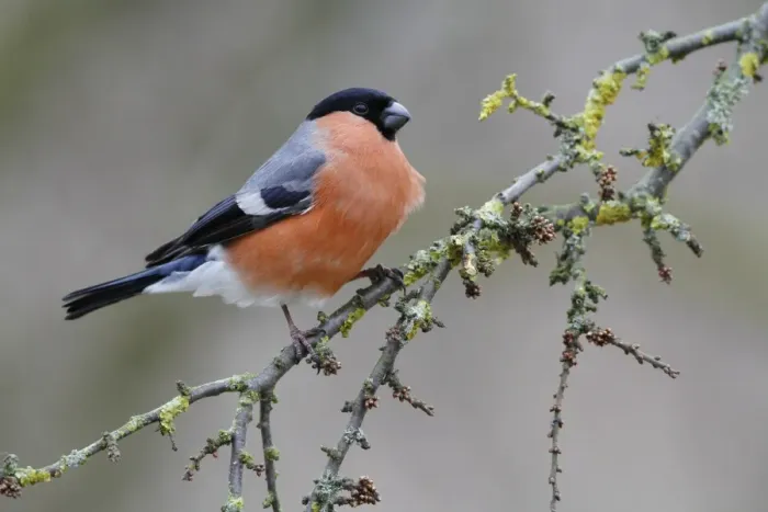 Framed Print : Eurasian Bullfinch (Pyrrhula pyrrhula) adult male, perched on lichen covered Common Hawthorn (Crataegus monogyna)