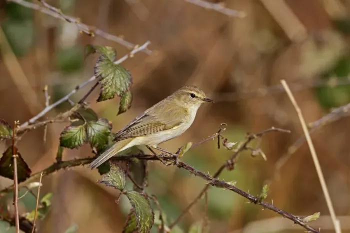 Framed Print : Eurasian Chiffchaff (Phylloscopus collybita) adult, perched on bramble stem, Warwickshire, England, April